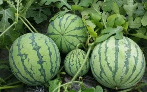 天台县网红吃瓜,揭秘当地美食文化新潮流  第3张